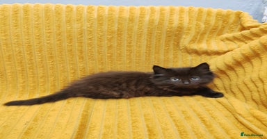 Mixed Breed cats - Advert 7