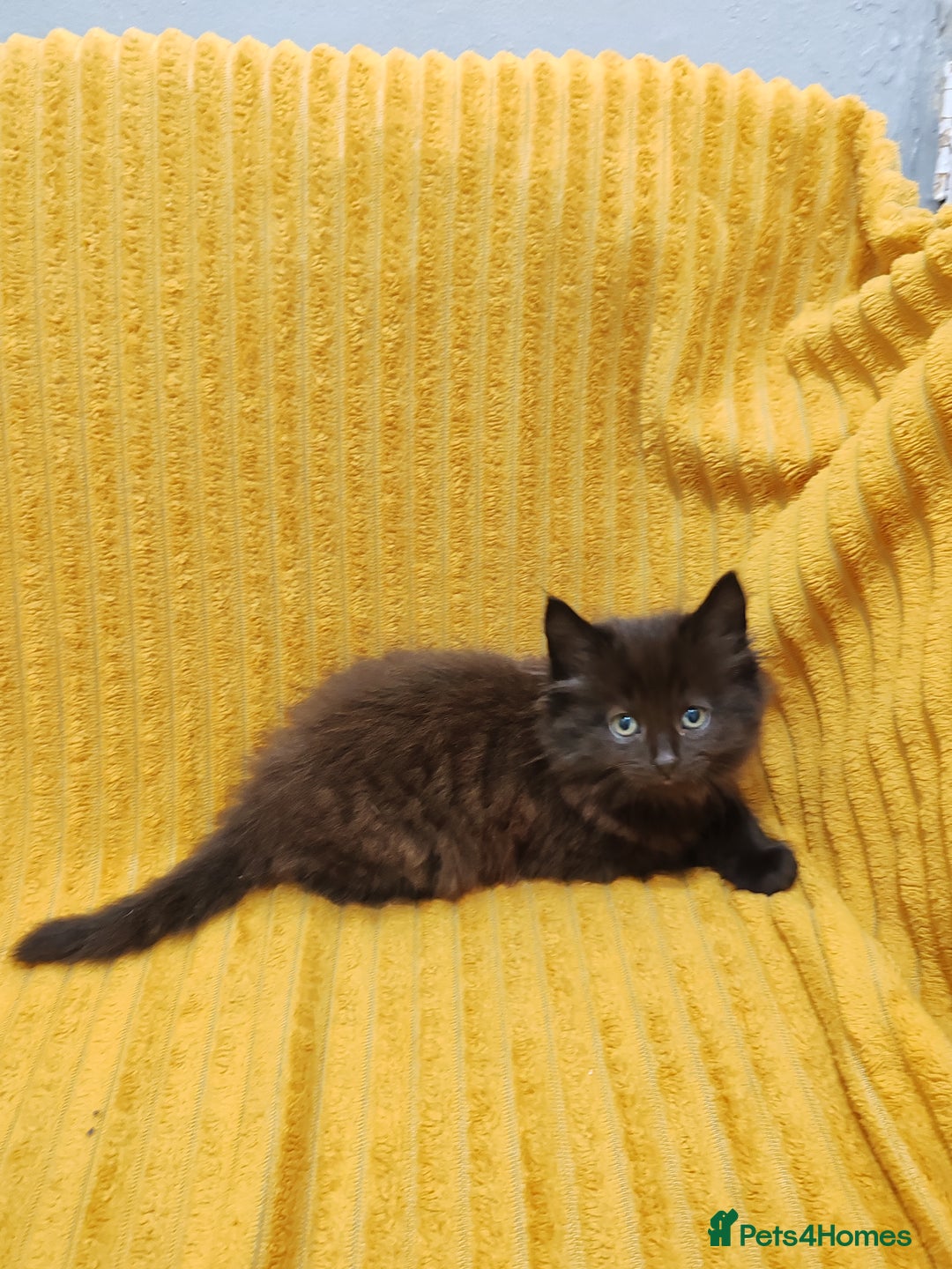 Mixed Breed cats for sale: Half Maine Coon kittens VIDEOS - Image 4