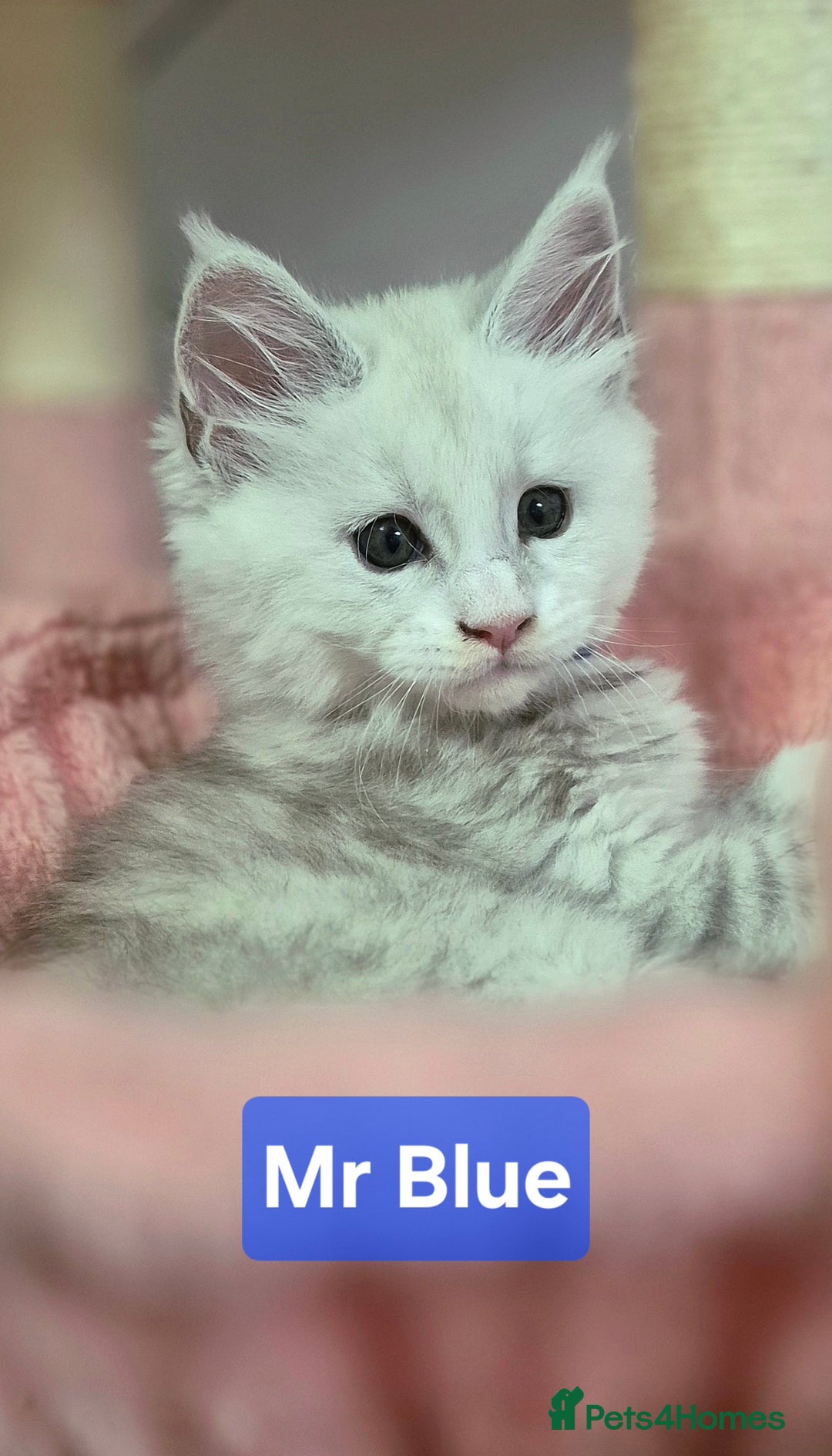 Maine Coon cats for sale: GCCF Pedigree Maine Coon Shaded Kittens - Advert 18