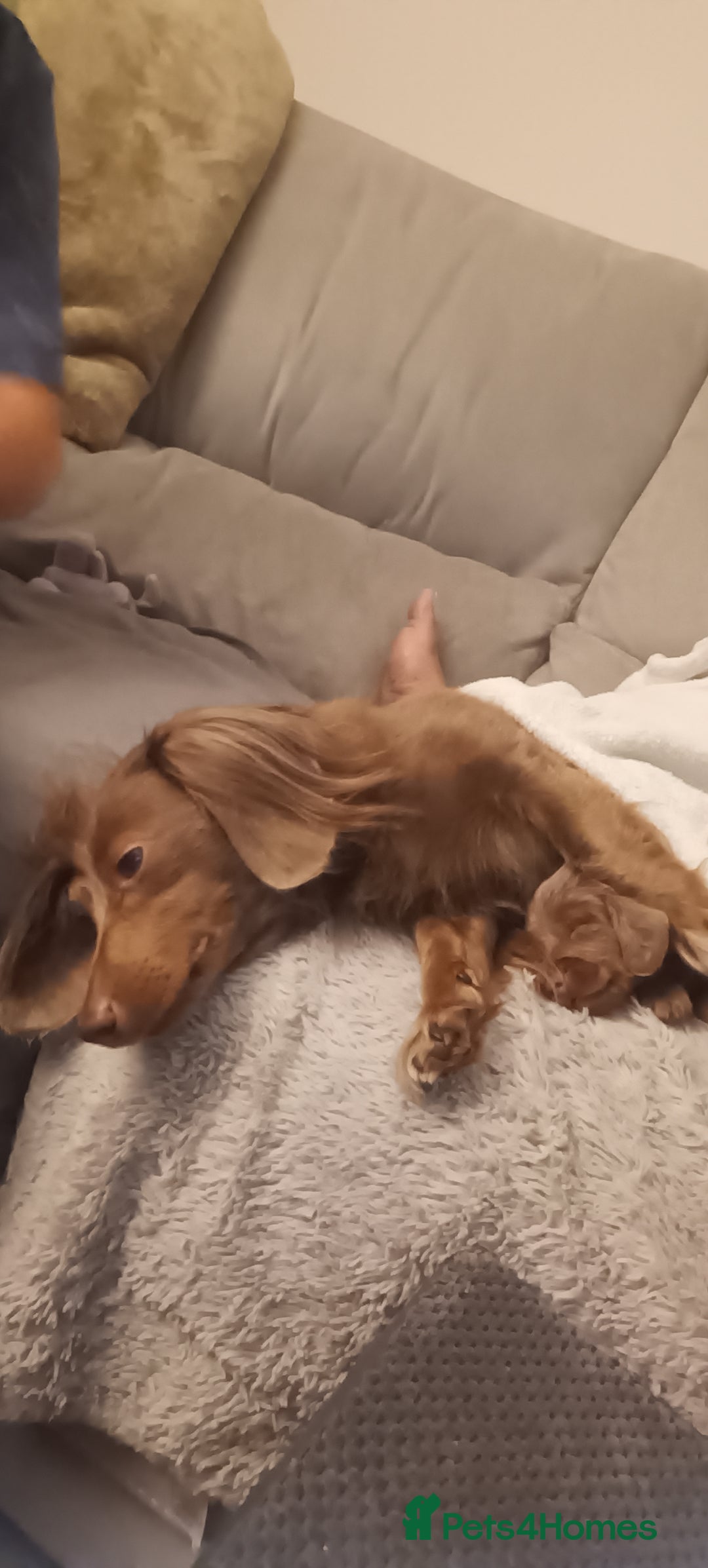 Miniature Dachshund dogs for sale: Stunning Minature Dachshund litter - Image 12