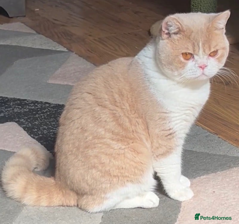 British Shorthair cats Stunning British Shorthairs - Advert 1