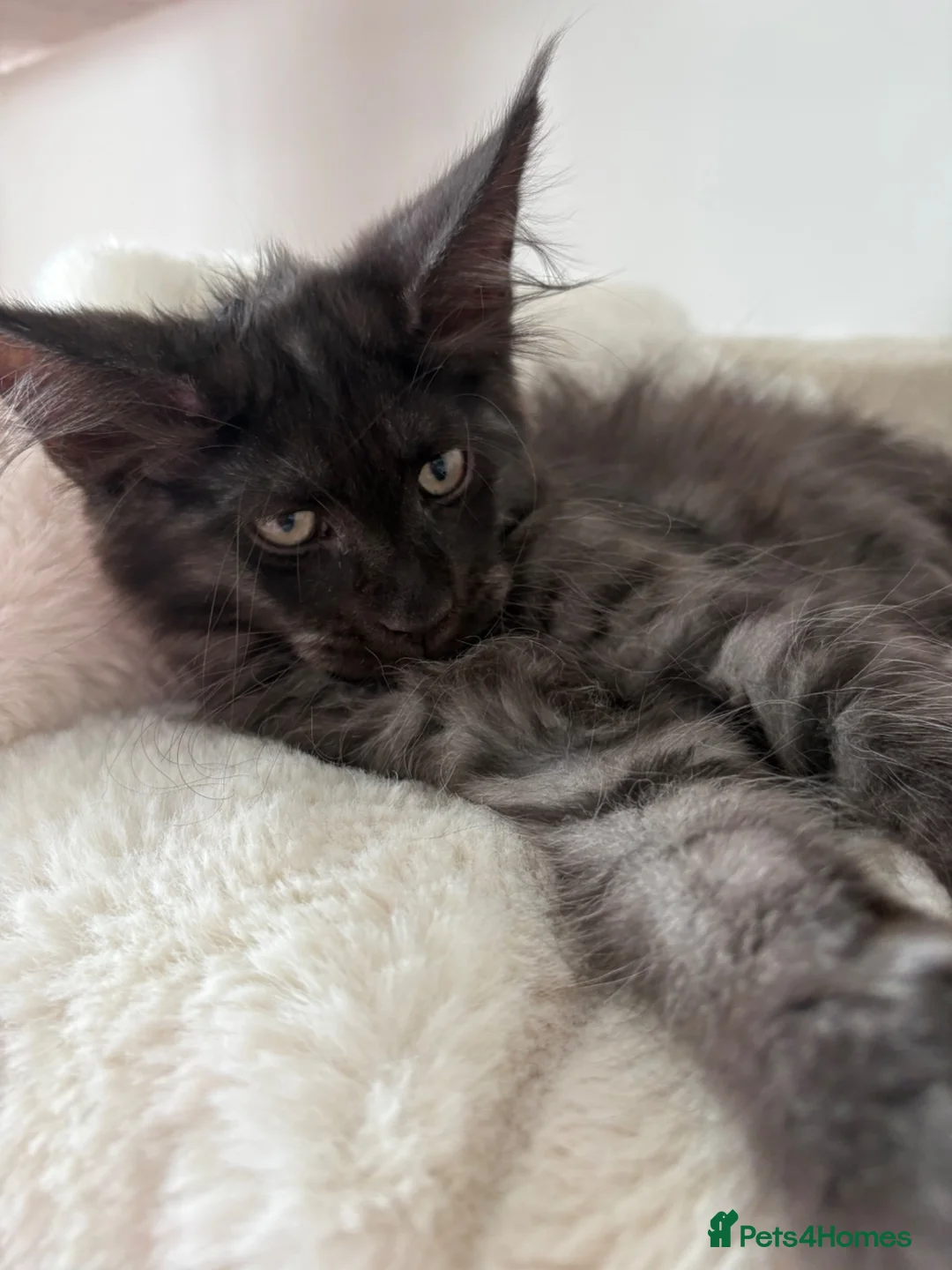 Maine Coon cats for sale: Black silver mackerel boy (reserved) - Advert 2