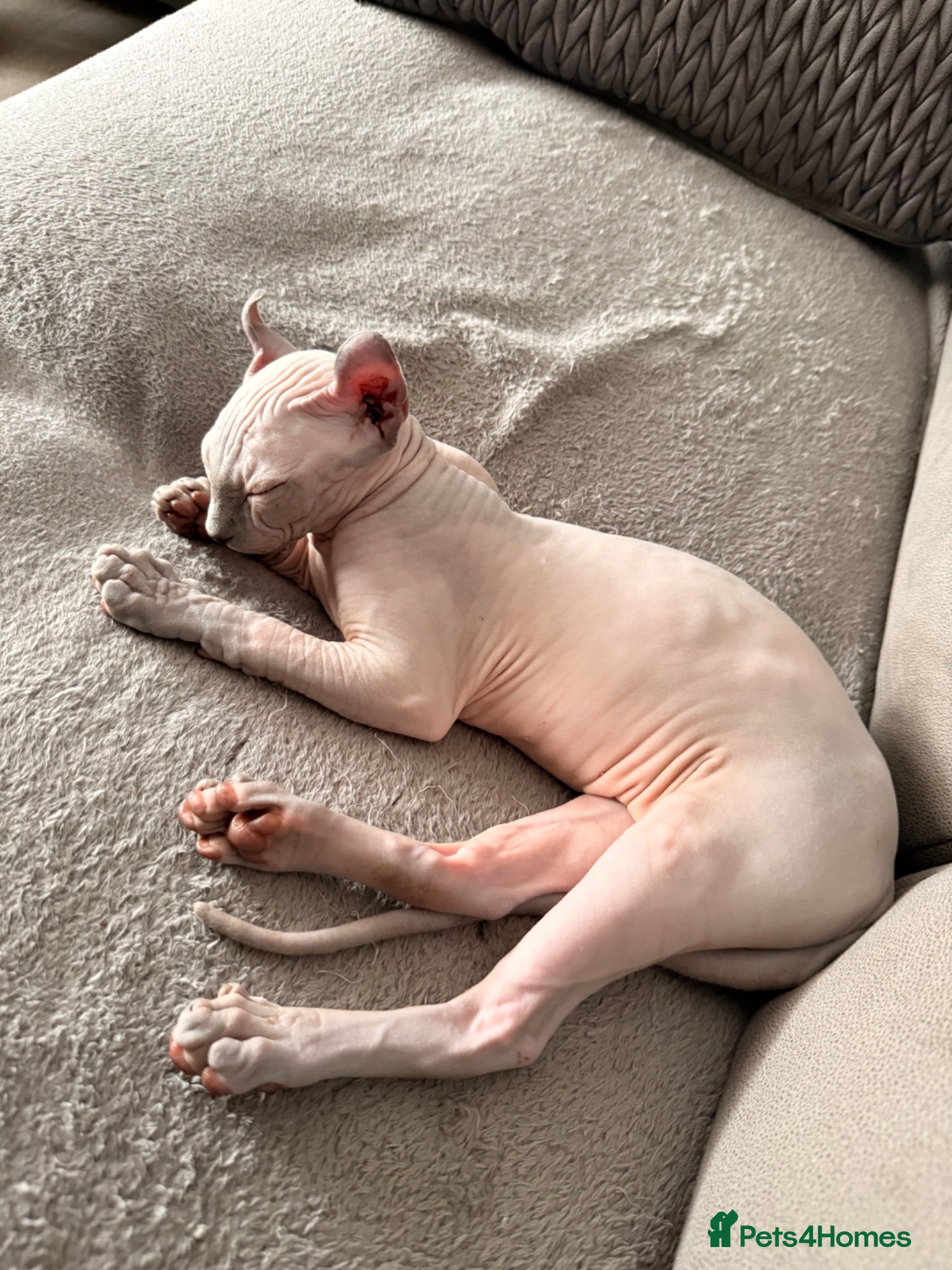 Sphynx cats Six gorgeous sphinx for sale  - Advert 1
