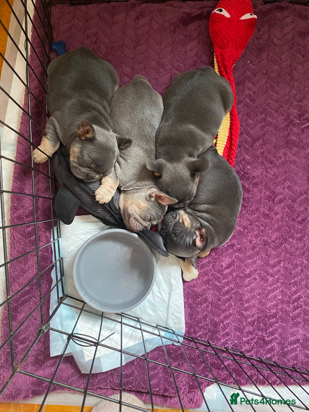 French Bulldog dogs for sale: KC Registered French Bulldog Puppies - Advert 7