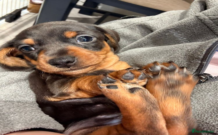Miniature Dachshund dogs - Advert 3