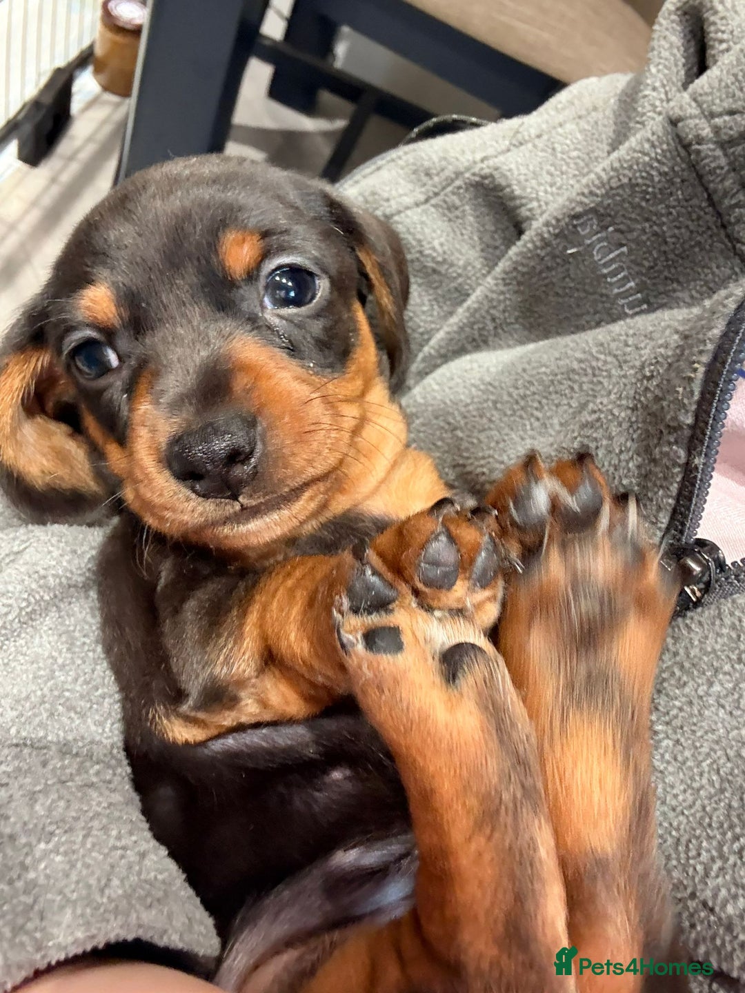 Miniature Dachshund dogs for sale: Stunning smooth haired babies - Image 1
