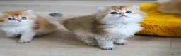 British Longhair cats for sale: TICA Exceptional Pedigree Golden British Kittens - Advert 29