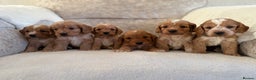 Cockapoo dogs for sale: F1 Cockapoo puppies - Advert 1