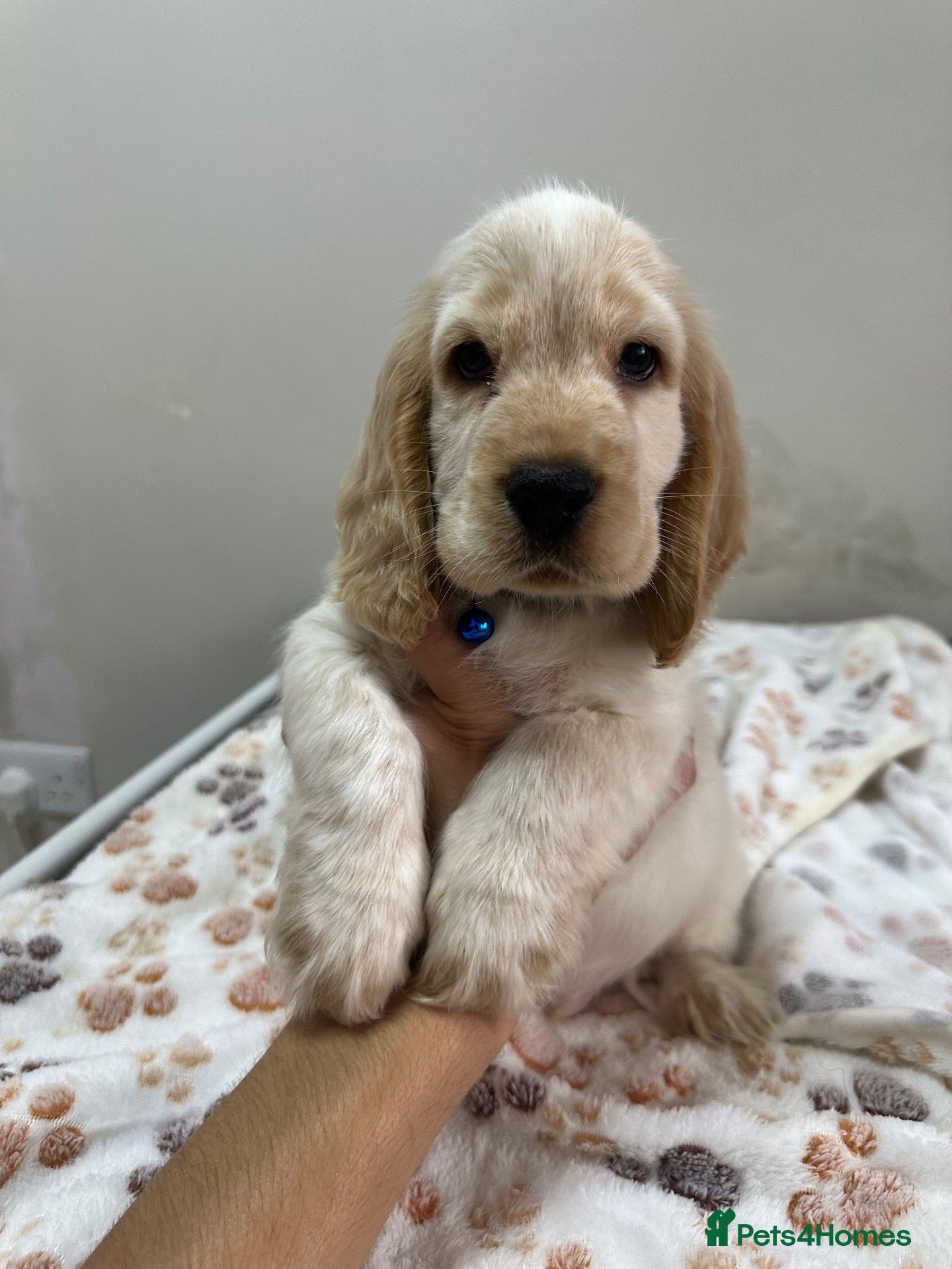 Cocker Spaniel dogs Ready to go now Show cocker spaniel for sale - Advert 1