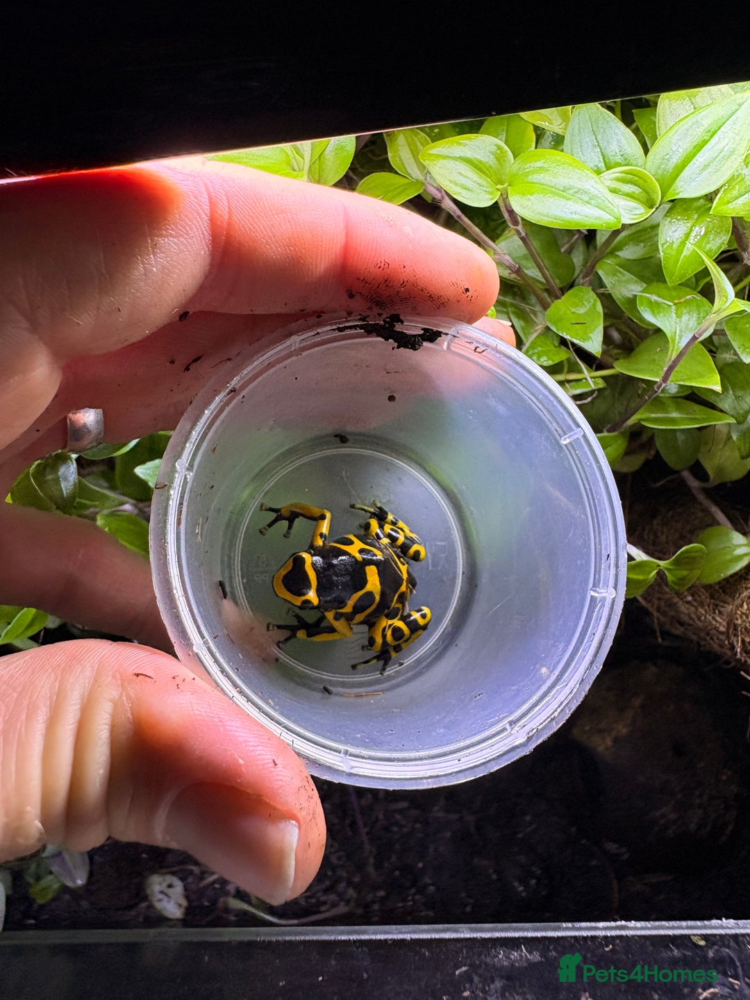 Frog reptiles for sale: Female bumblebee dart frog  - Advert 2