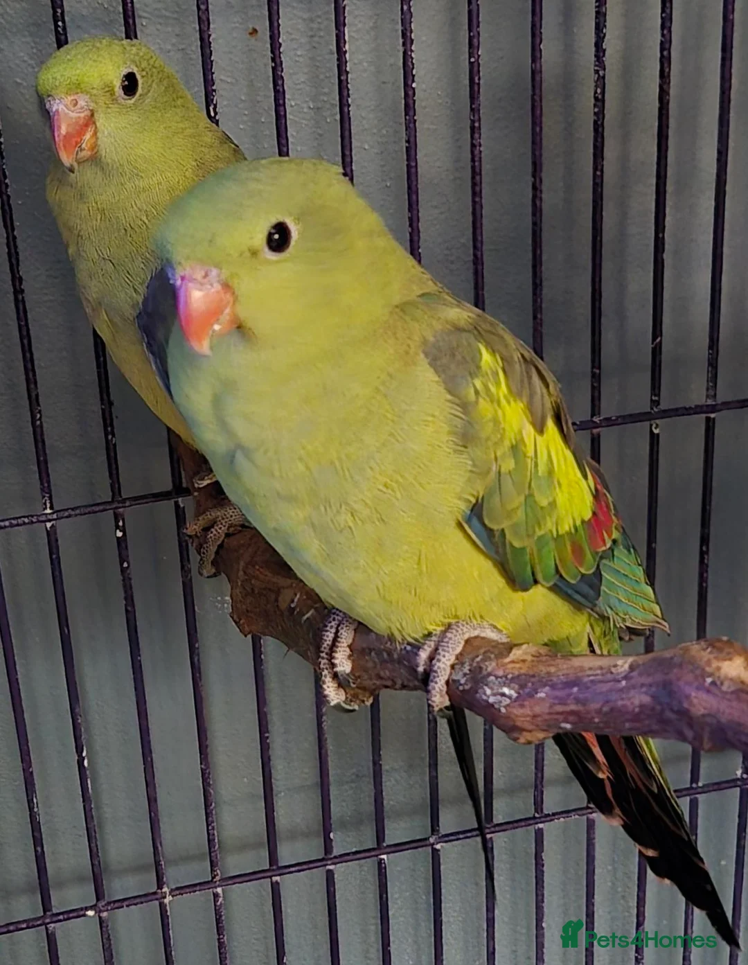 Parrots birds for sale: Amazos/Parakeets/Parrots available  - Advert 2