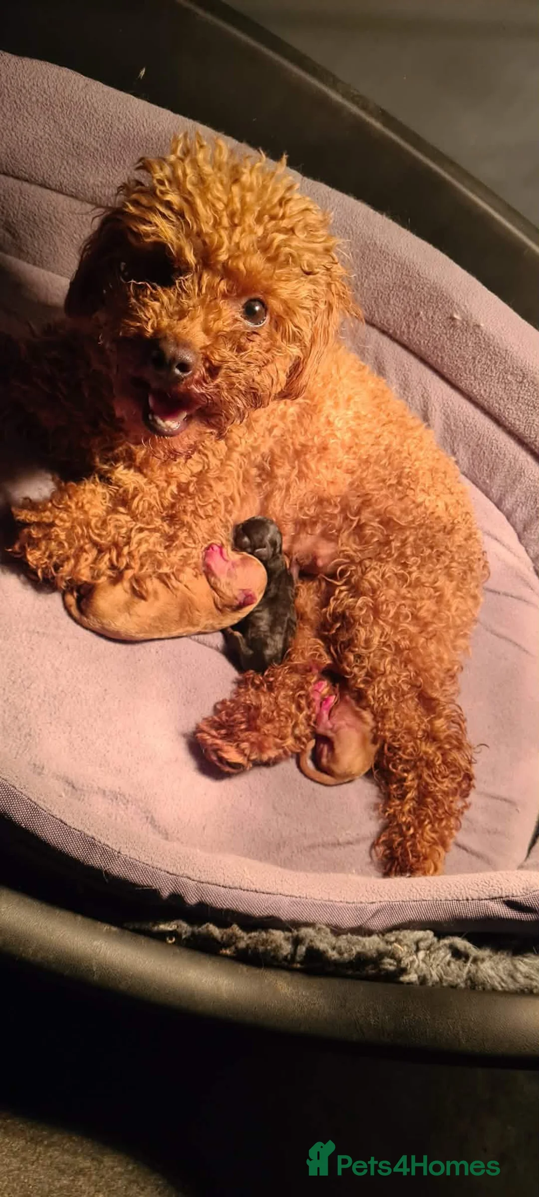 Toy Poodle dogs for sale: Black & Tan Phantom Chunky Toy - Advert 2