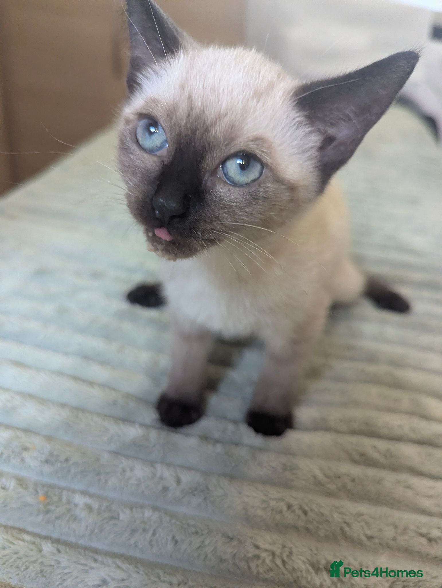 Siamese cats Seal point Siamese - Advert 8
