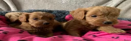 Cockapoo dogs for sale: Stunning red toy cockapoo puppies  - Advert 14