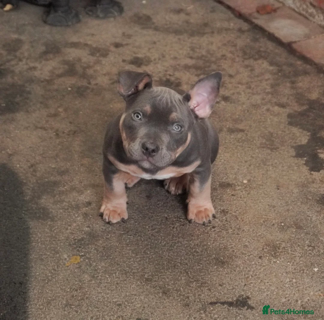 American Bully dogs for sale: 1 ABKC Pocket Bully puppy remaining - Advert 4