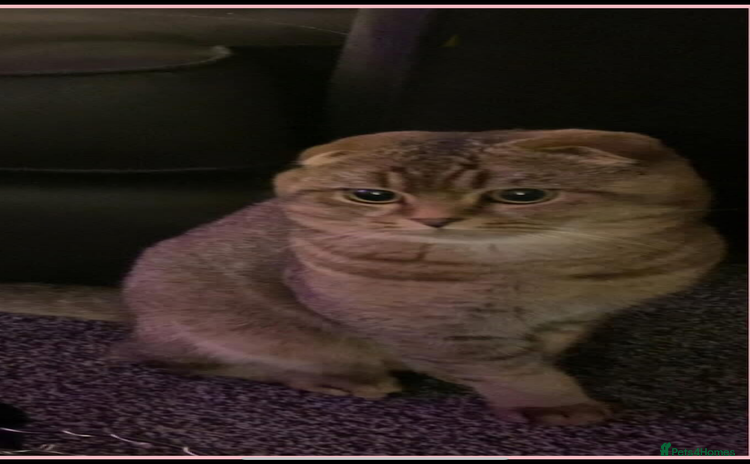 Scottish Fold cats - Advert 7