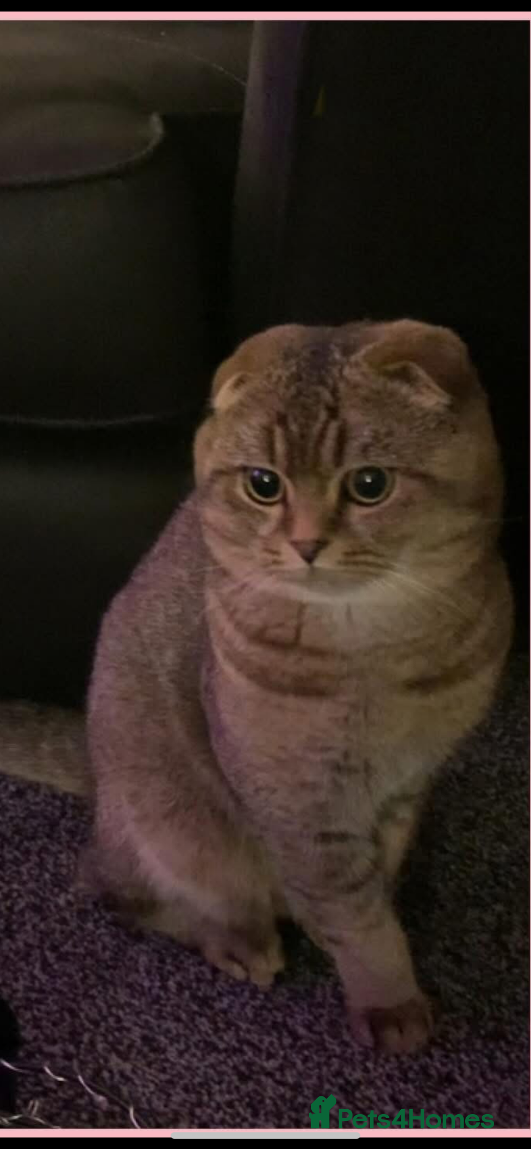 Scottish Fold cats for sale: Beautiful Scottish fold - Image 1