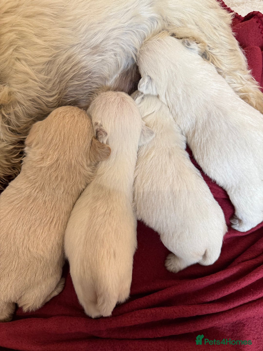 Mixed Breed dogs for sale: F1 Westipoo Puppies  - Image 3