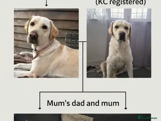 Labrador Retriever dogs 8 Adorable puppies looking for forever homes - Advert 1