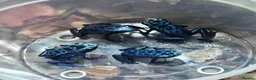 Frog reptiles for sale: Blue azureus dart frog in Bridgwater - Advert 4