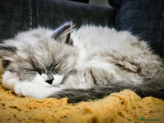 Ragdoll cats Girl ragdoll - Advert 9