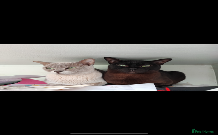 Burmese cats - Advert 2