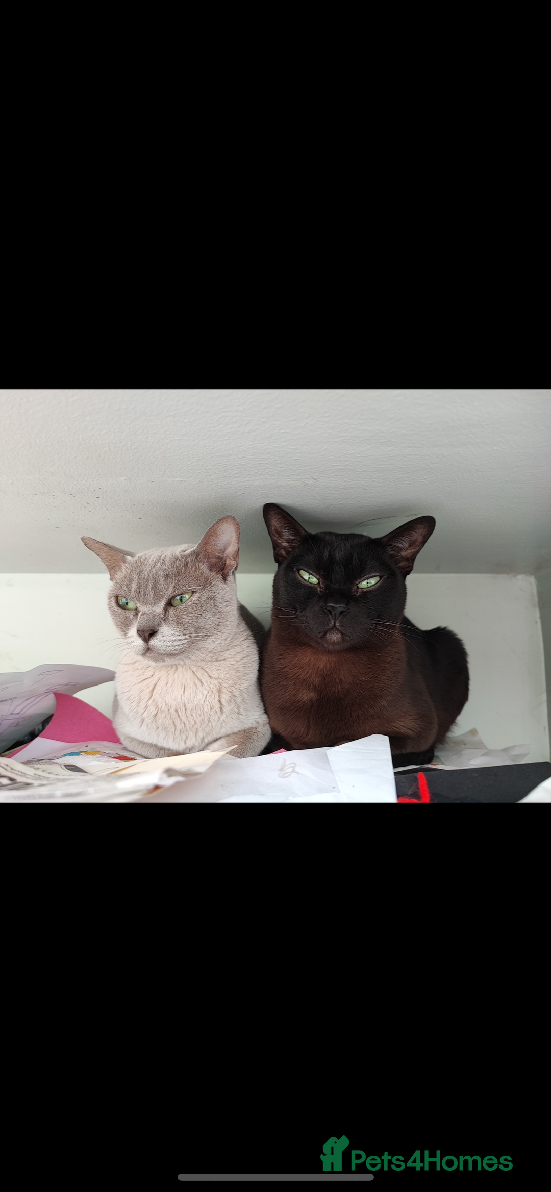 Burmese cats for sale: Pedigree Burmese retired queen and stud   - Image 16