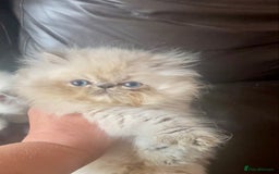Exotic cats for sale: GCCF REG PKD FREE PEDIGREE EXOTICS - Image 17