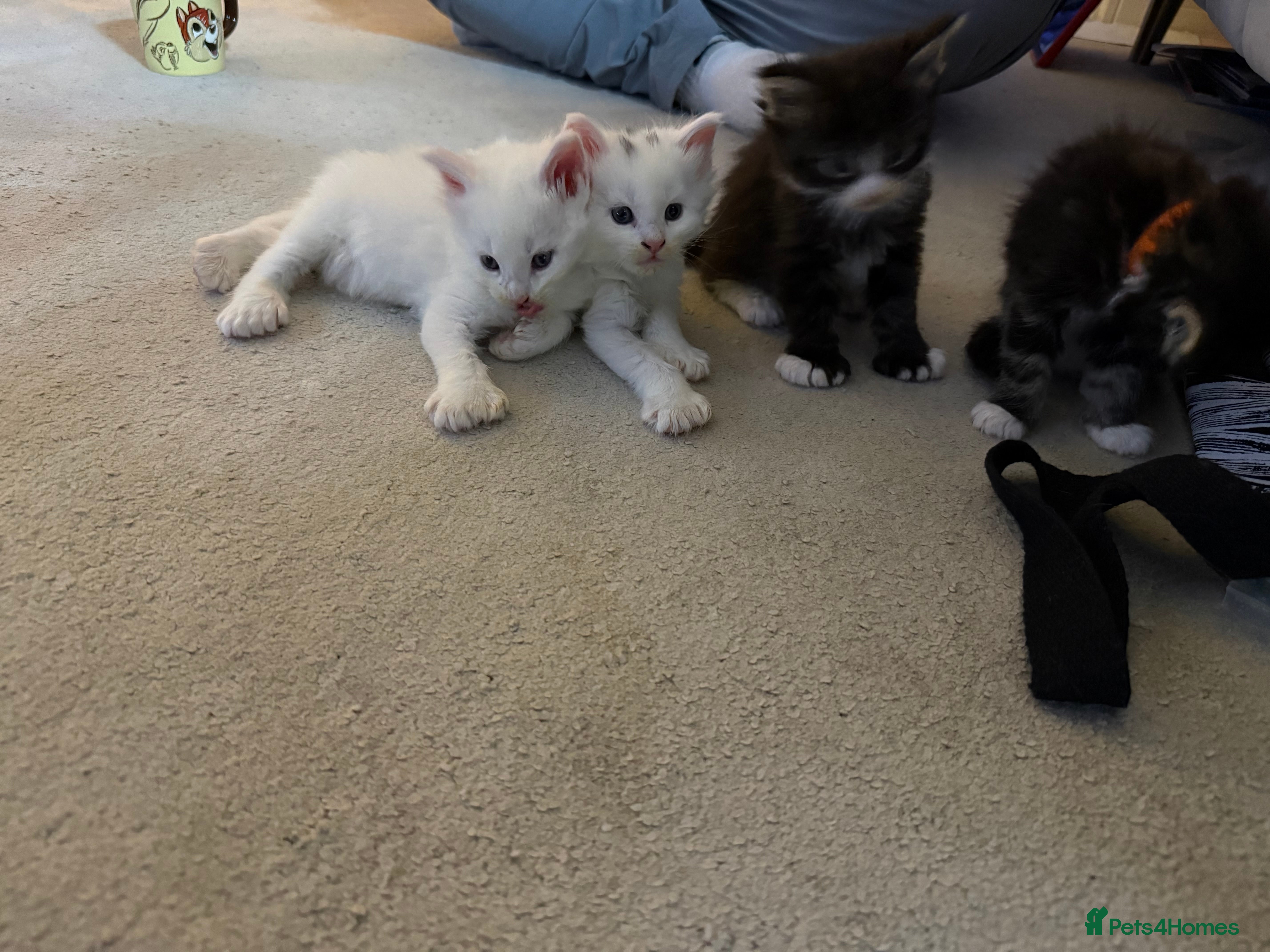 Maine Coon cats Maine Coon kittens some polydactyl.  - Advert 3