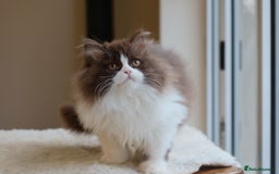 British Longhair cats for sale: British Longhair Chocolate Bi Colour Boy - REG - Image 4