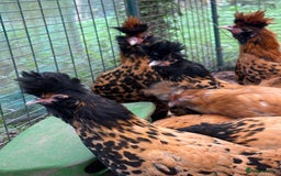 Chickens poultry for sale: Pavlovskya Trio - Image 4