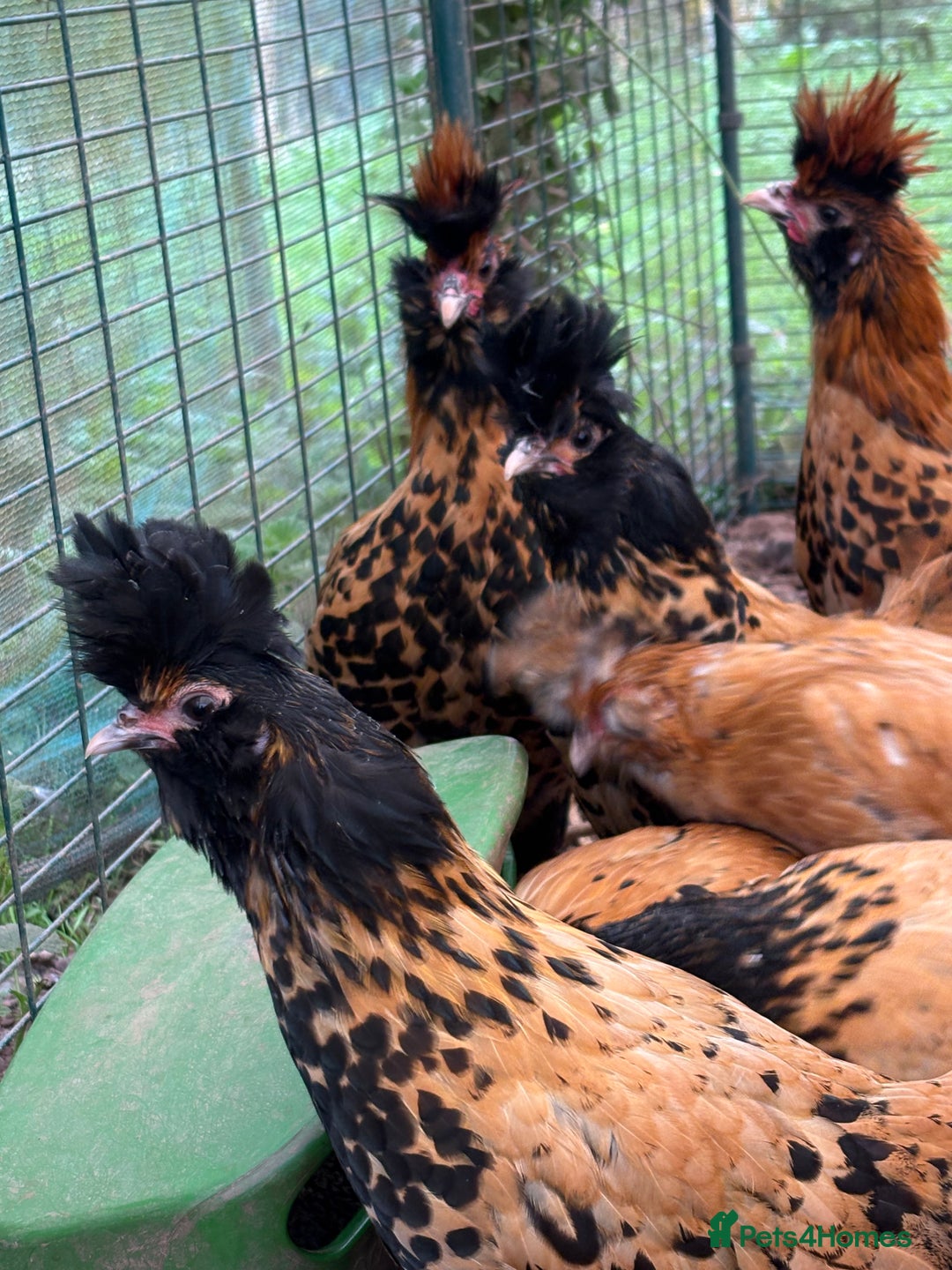 Chickens poultry for sale: Pavlovskya Trio - Image 4