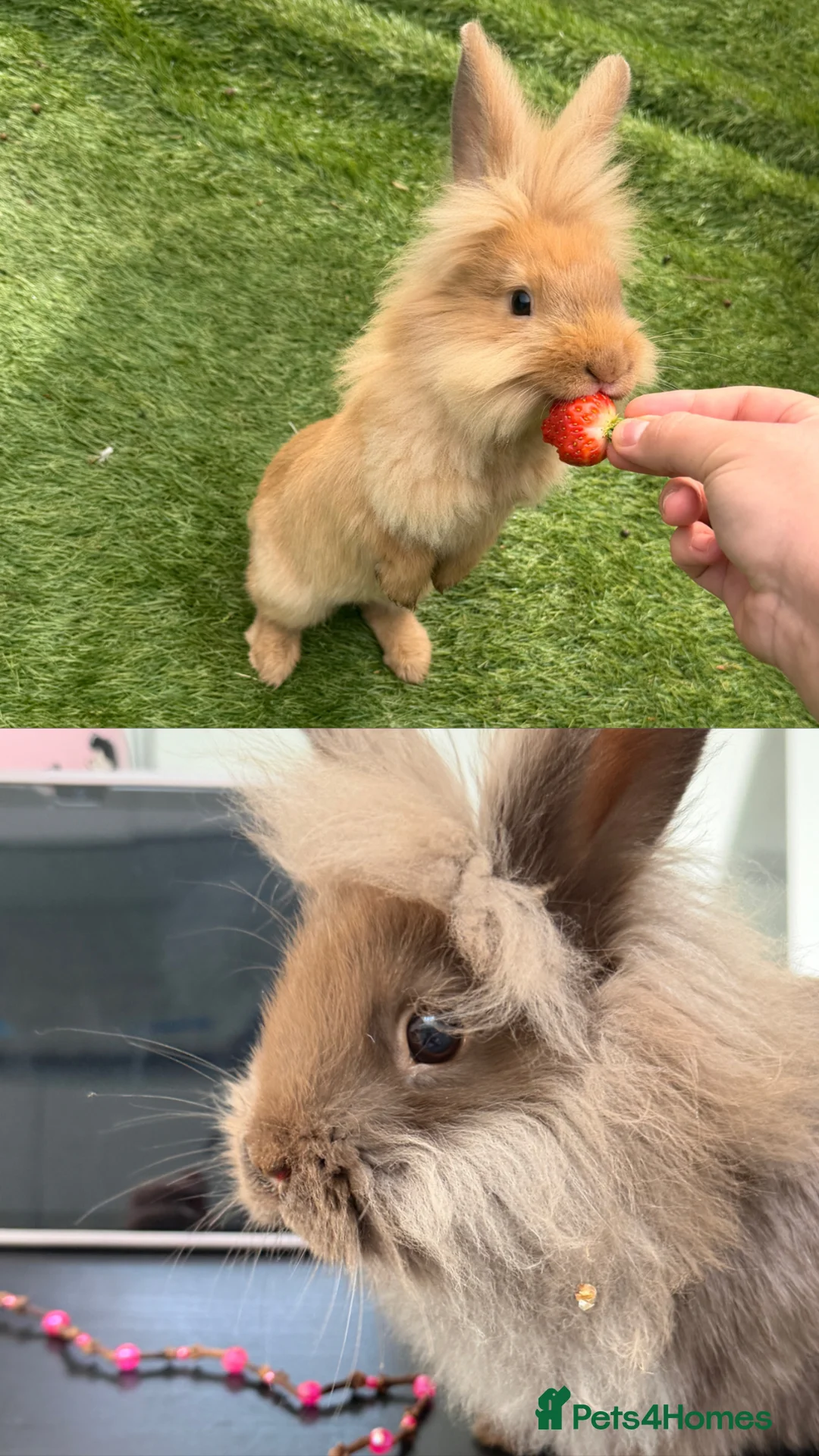 Lionhead rabbits for sale: 2 12 week old lion head rabbits bunnies for sale  in Leicester - Advert 2