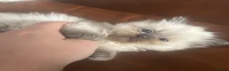 Ragdoll cats for sale: Blue Point Ragdoll Kittens - Advert 8
