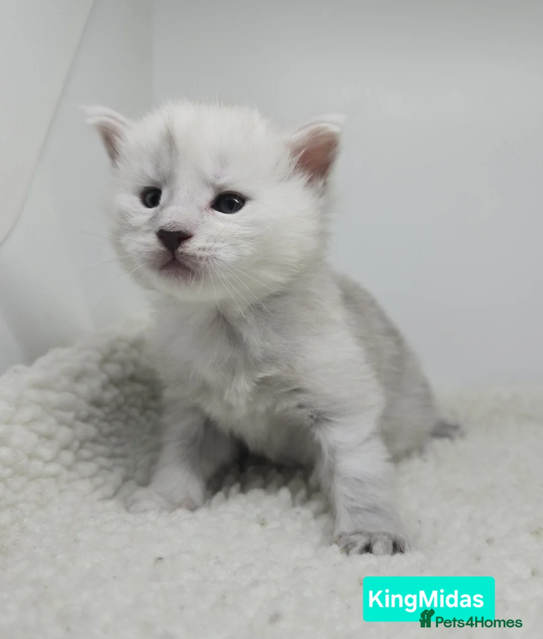 Maine Coon cats for sale: Rare Stunning Blue Shaded Maine Coon Kitten - Advert 4