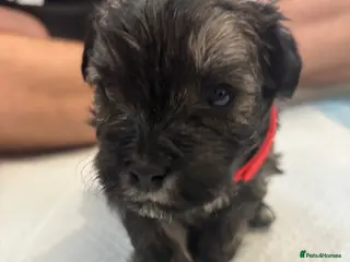 Mixed Breed dogs ONLY TWO LEFT! 6 gorgeous Shorkie Puppies - Advert 1