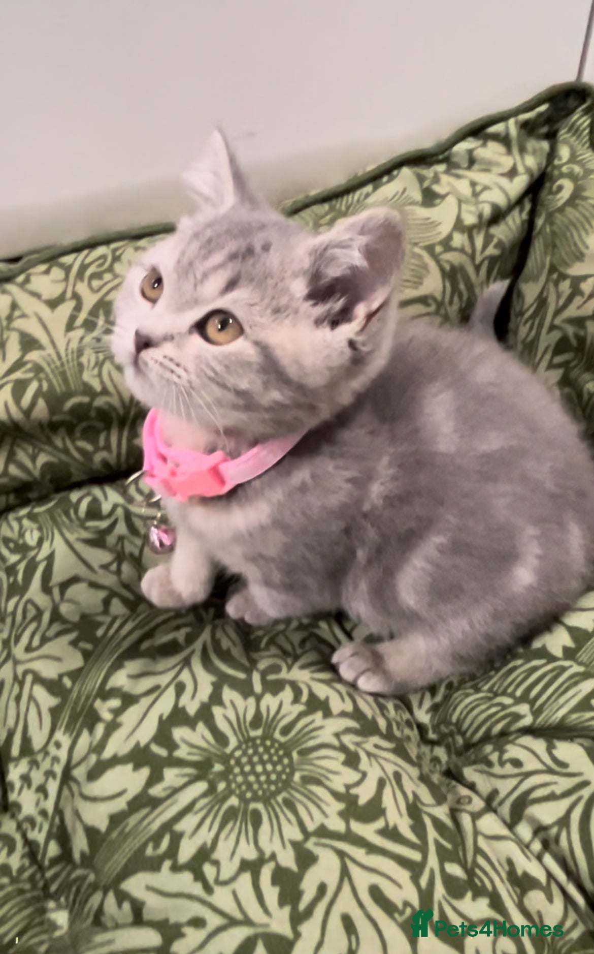 British Shorthair cats Ready to leave 15 December 2025 - Advert 15