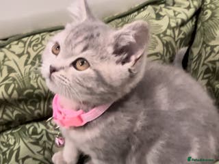 British Shorthair cats 1 female available. - Advert 12