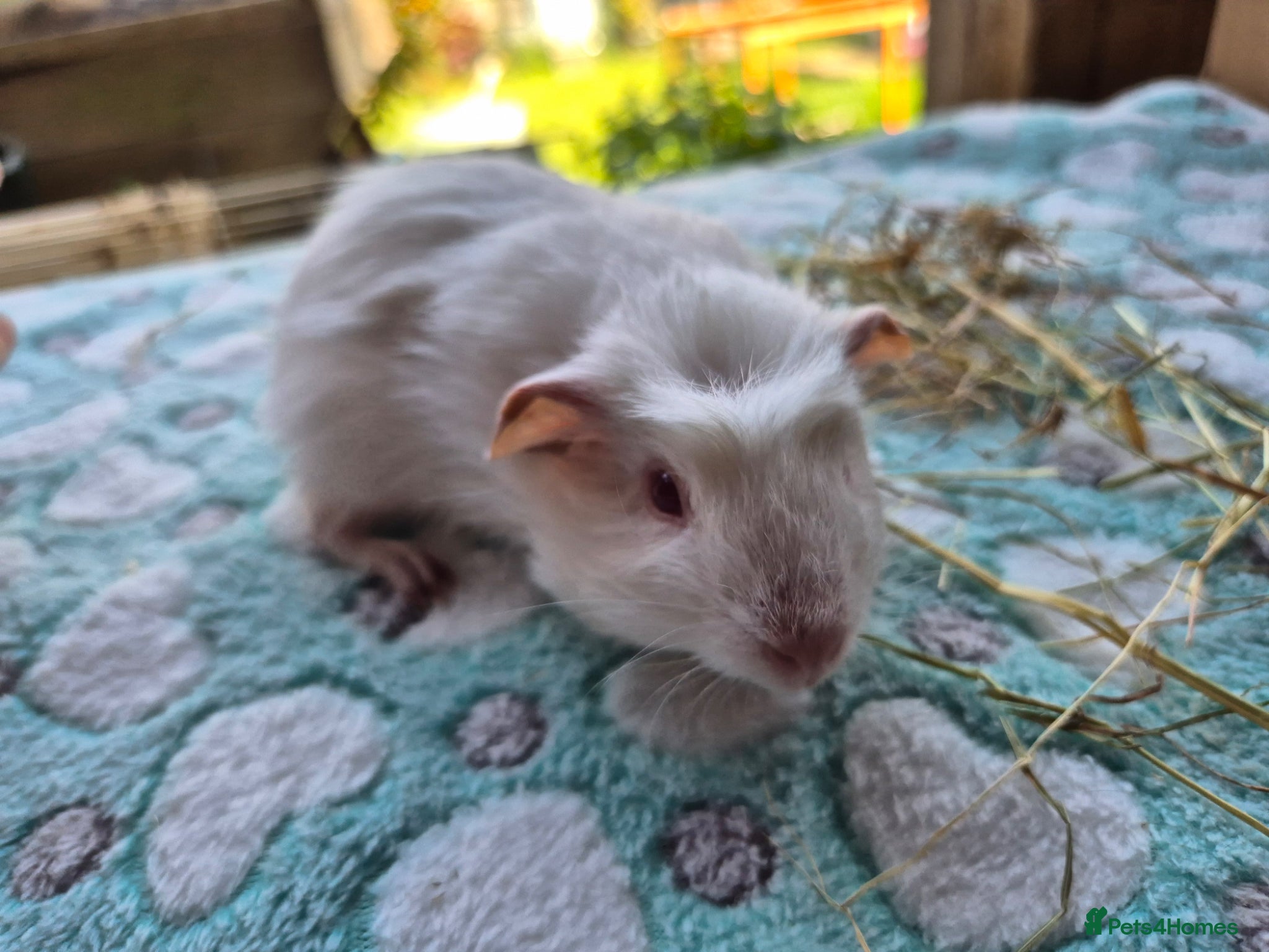 Guinea Pig rodents Baby male Guinea pigs - Advert 1