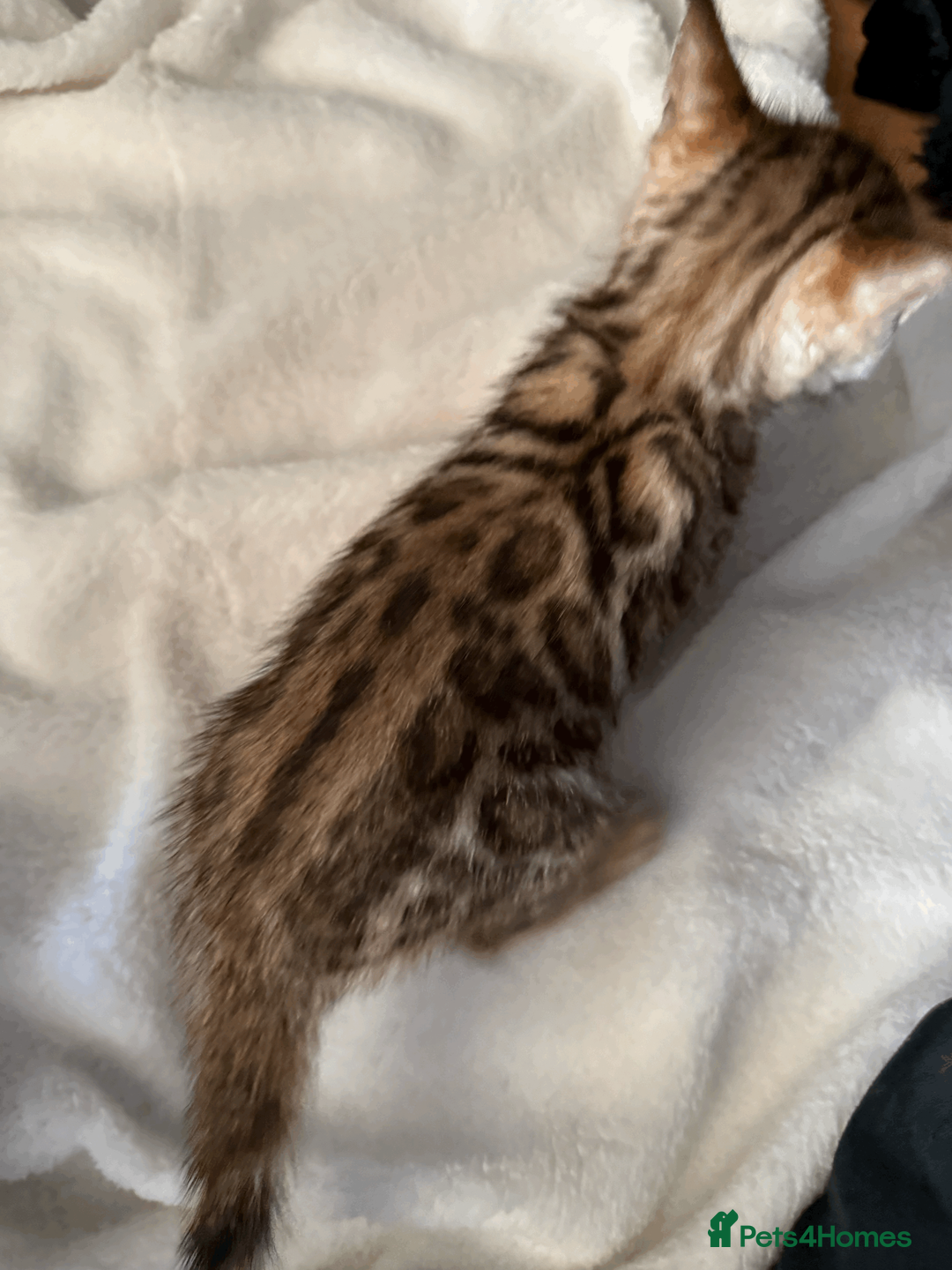 Bengal cats for sale: 5 Beautiful Bengal Brown Rosetted Kittens in London - Advert 16