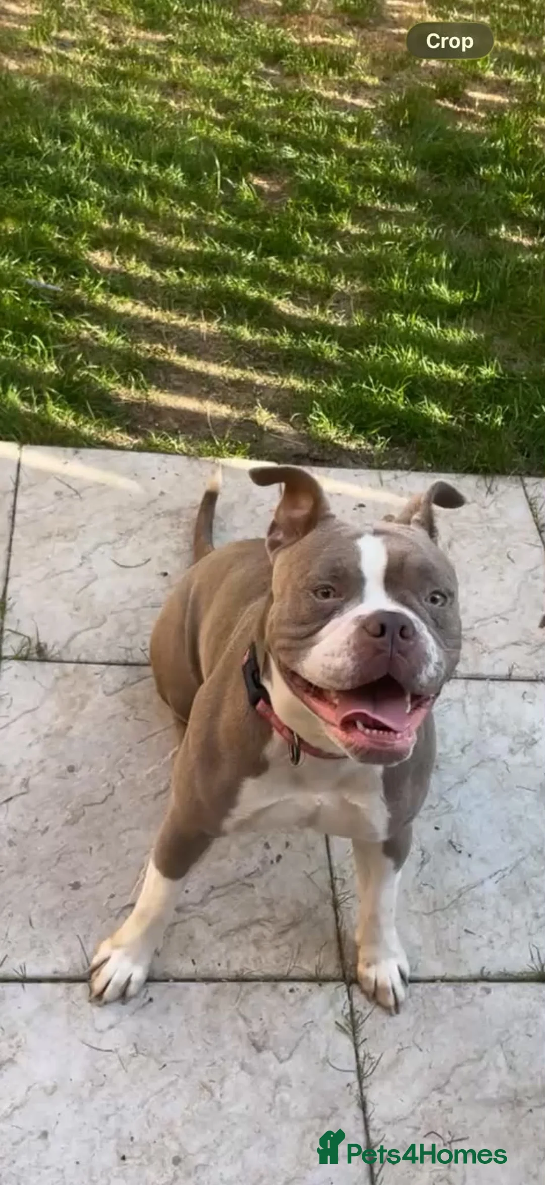 Old Tyme Bulldog dogs for sale: Old tyme bulldog needs new home urgently! - Advert 3
