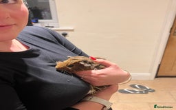 Guinea Pig rodents for sale: Three male guinea pigs  - Advert 3