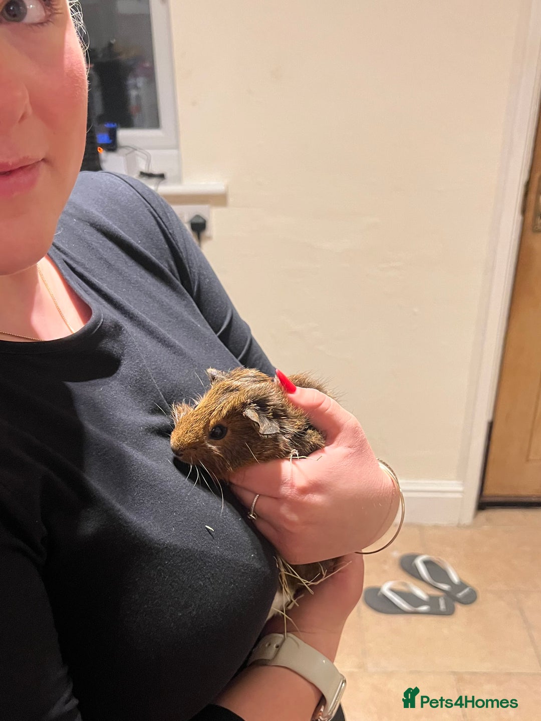 Guinea Pig rodents for sale: Three male guinea pigs  - Advert 3