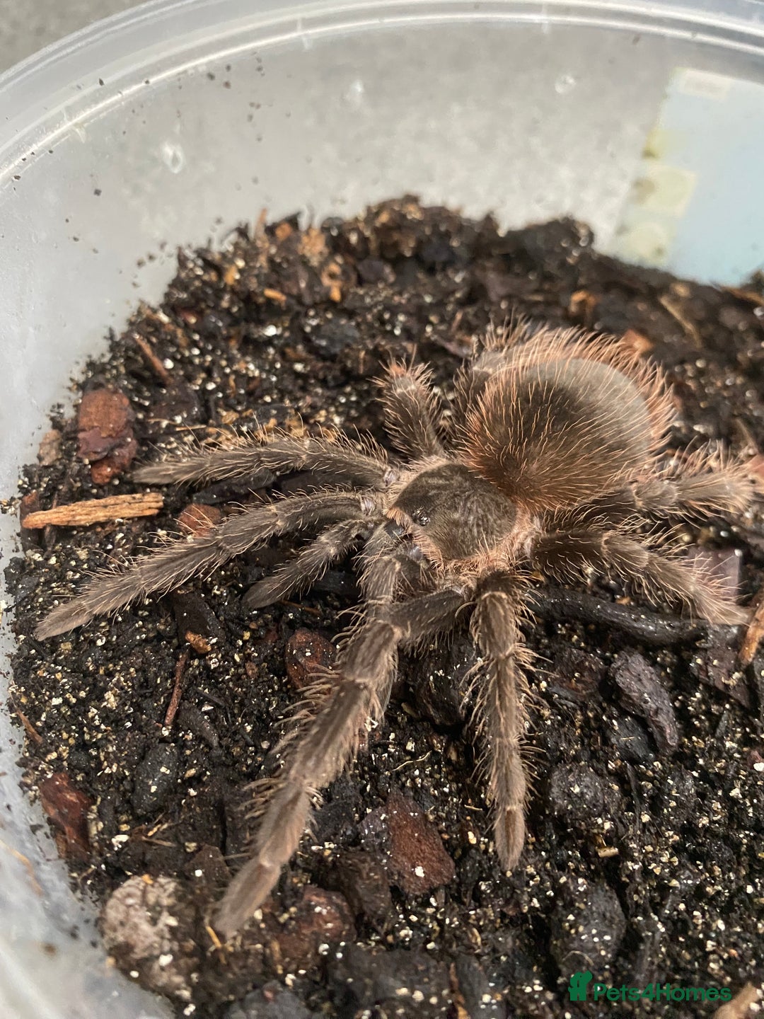 Tarantulas invertebrates for sale: Pink salmon tarantulas  - Advert 4