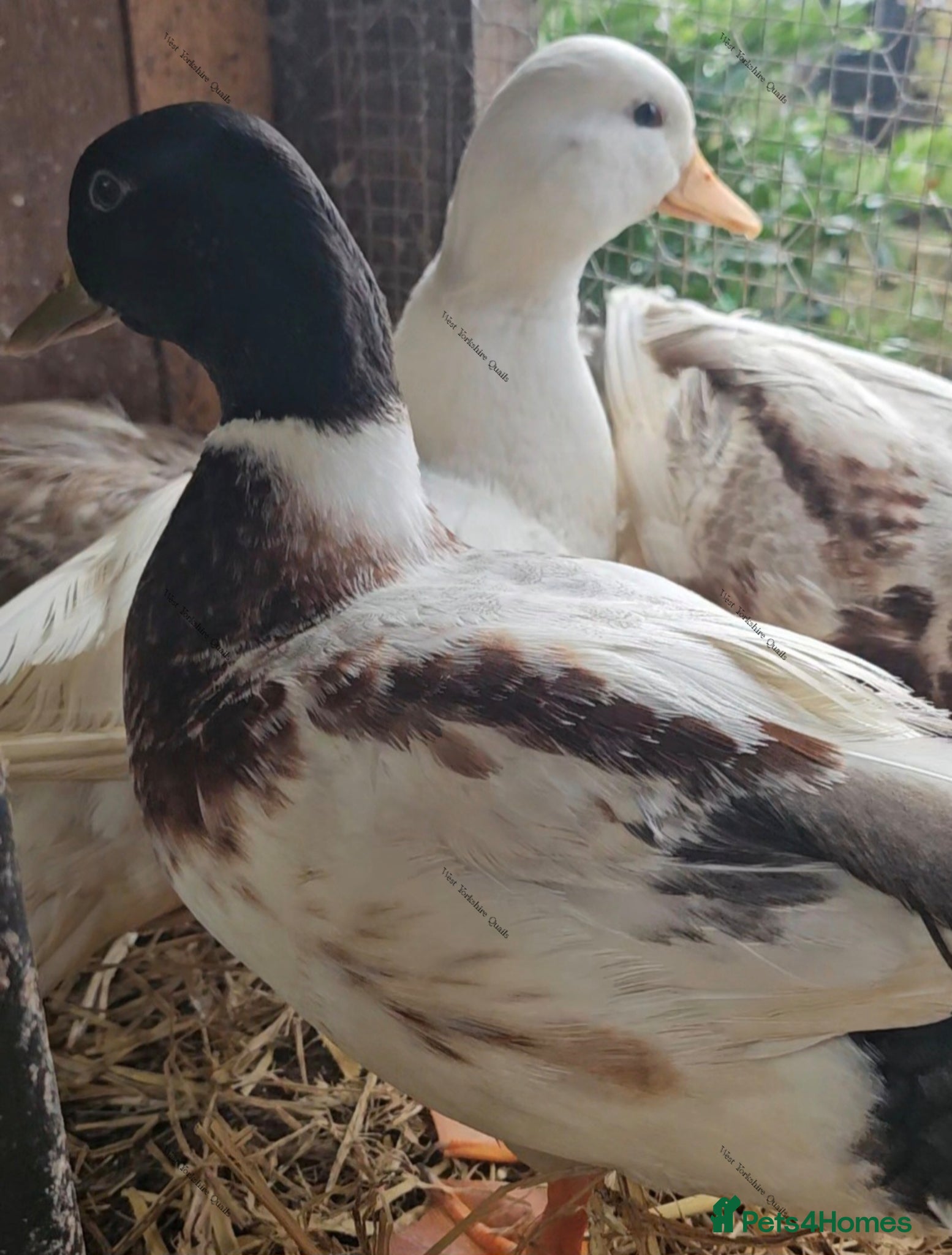 Ducks poultry Call duck hatching eggs butterscotch & white - Advert 2