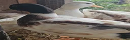 Ducks poultry for sale: Call duck hatching eggs butterscotch & white - Advert 1