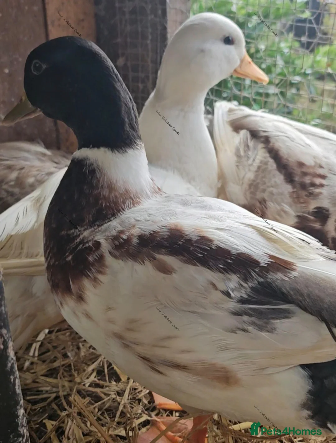 Ducks poultry for sale: Call duck hatching eggs butterscotch & white - Advert 1