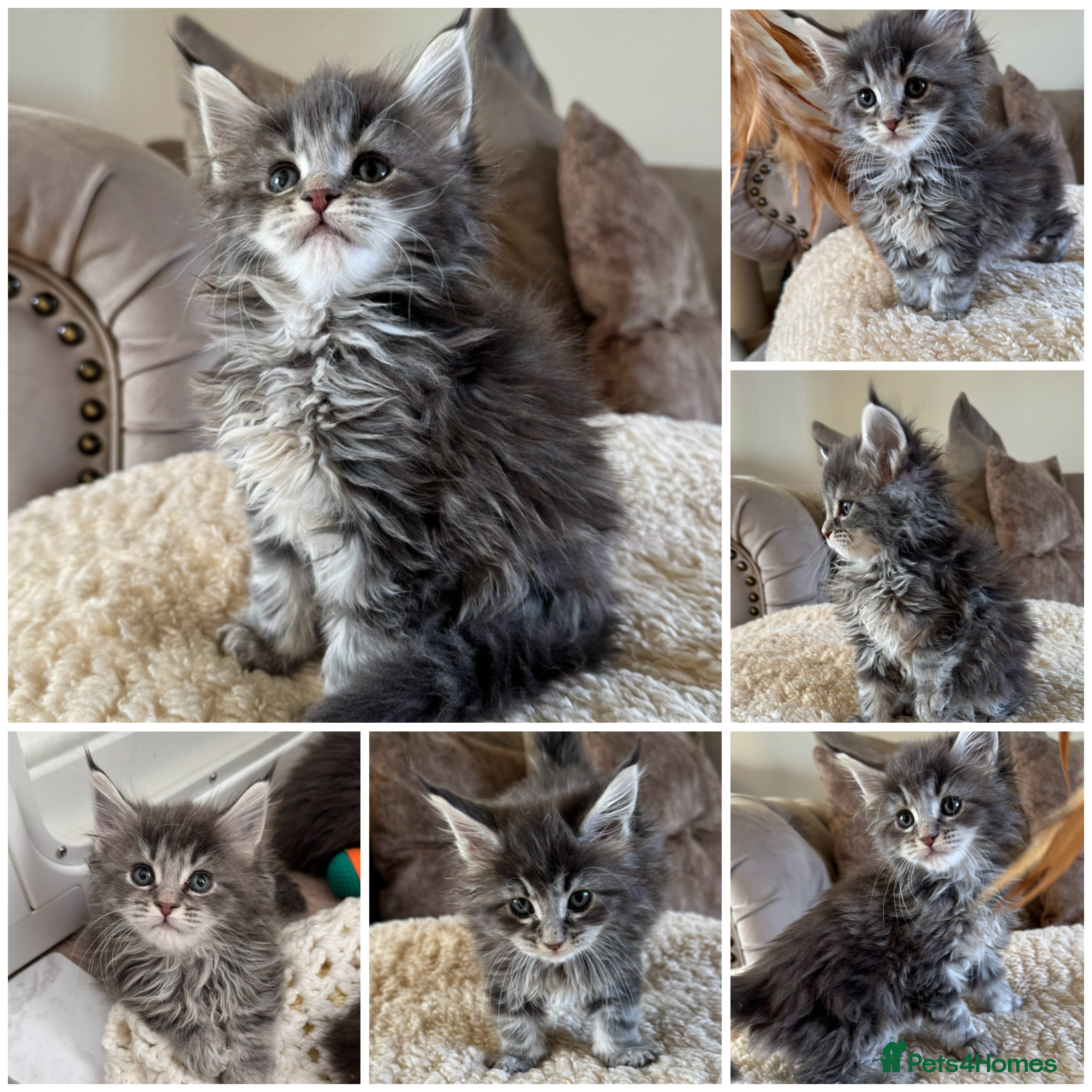 Maine Coon cats Stunning Maine coon kittens  - Advert 3