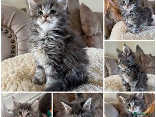 Maine Coon cats Stunning Maine coon kittens - Advert 1