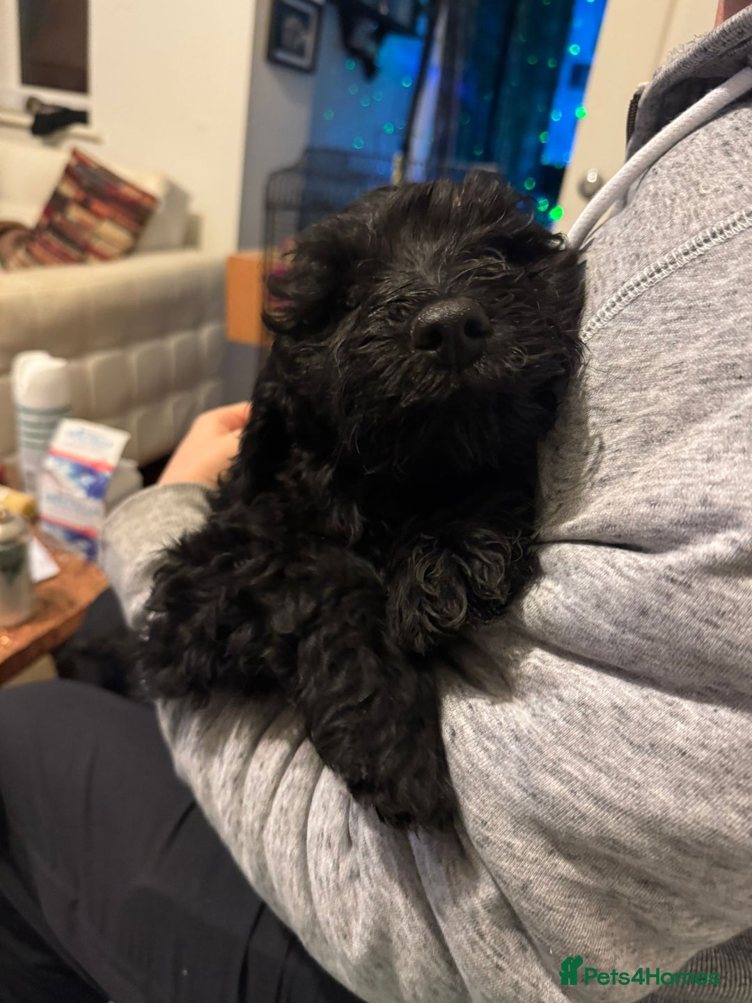 Sproodle dogs for sale: Springer×poodle  puppies  - Advert 2